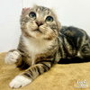 Teddy - Photo 2