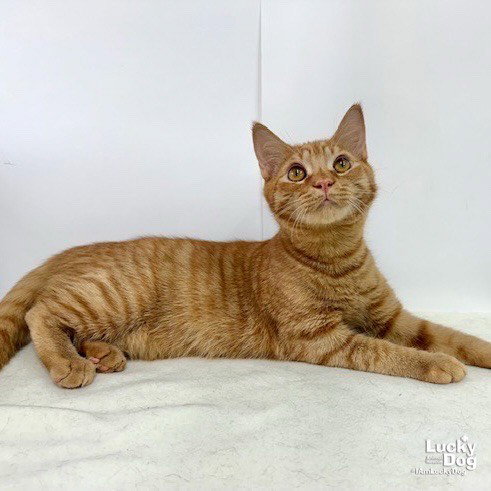 T REX - Domestic Short Hair / Tabby available for adoption
