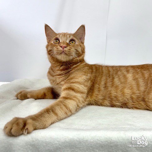 T REX - Domestic Short Hair / Tabby available for adoption