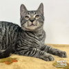 Tillie - Photo 2