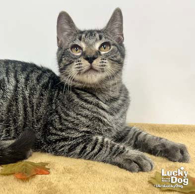 TILLIE - Domestic Short Hair / Tabby available for adoption