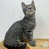Tillie - Photo 3