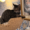 Tillie - Photo 2
