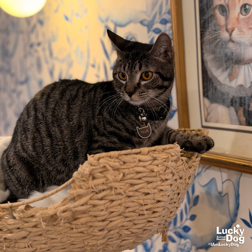 TILLIE - Domestic Short Hair / Tabby available for adoption