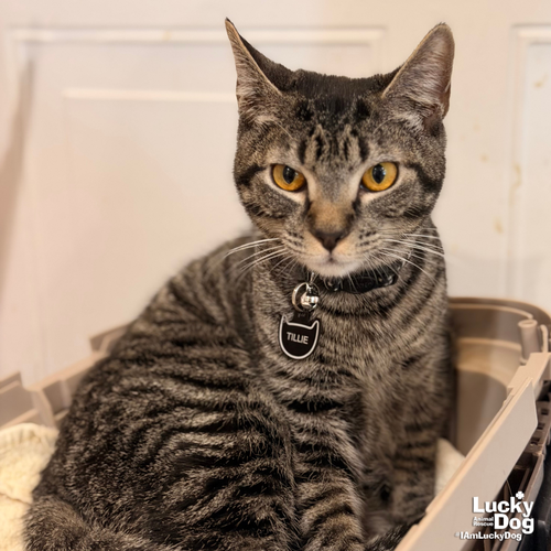 TILLIE - Domestic Short Hair / Tabby available for adoption