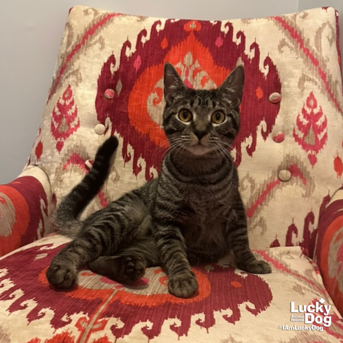 TILLIE - Domestic Short Hair / Tabby available for adoption