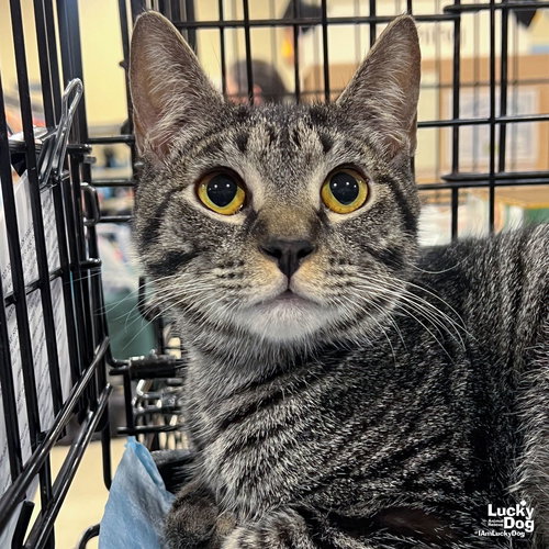 Tillie, Young Domestic Short Hair / Tabby (short coat), cat for adoption in Manassas, Virginia