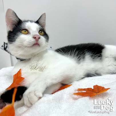 IRVING - Domestic Short Hair available for adoption