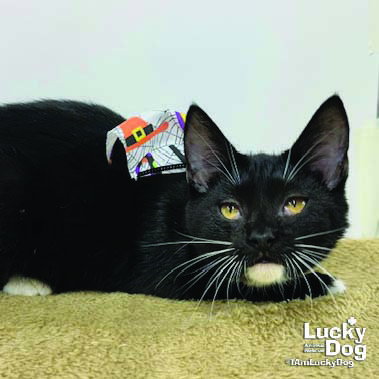 INDIA - Domestic Short Hair available for adoption