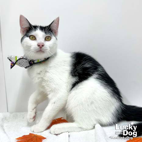 IMANI - Domestic Short Hair available for adoption