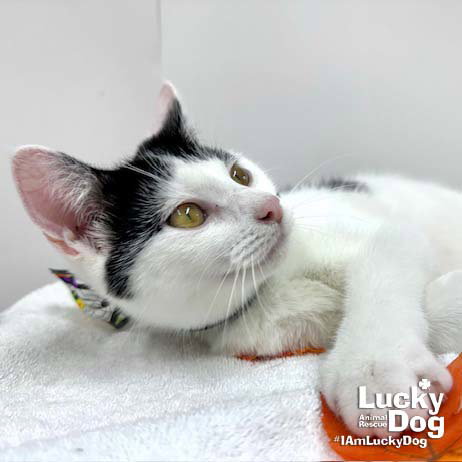 IMANI - Domestic Short Hair available for adoption