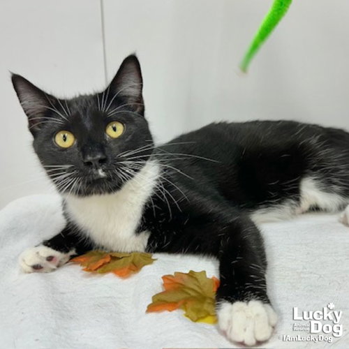 WAVERLY - Domestic Short Hair available for adoption
