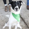 Roscoe - Photo 1