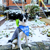 Roscoe - Photo 3