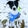 Roscoe - Photo 4