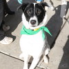 Roscoe - Photo 2