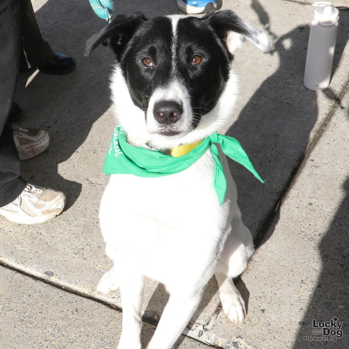 ROSCOE - Border Collie available for adoption