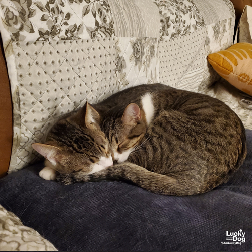 PRECIOUS - Domestic Short Hair / Tabby available for adoption