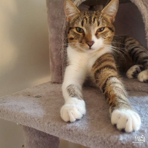 PORTER - Domestic Short Hair / Tabby available for adoption