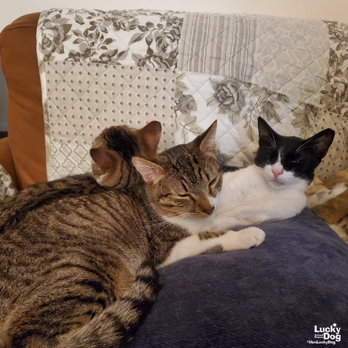 PORTER - Domestic Short Hair / Tabby available for adoption