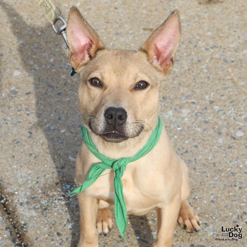 MAGIC - Shepherd / Terrier available for adoption