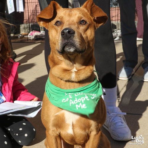 VALET - Shepherd / Golden Retriever available for adoption