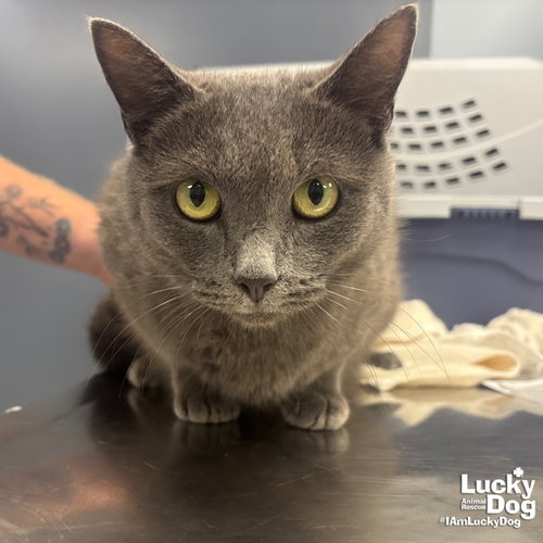 CARLA - Domestic Short Hair available for adoption