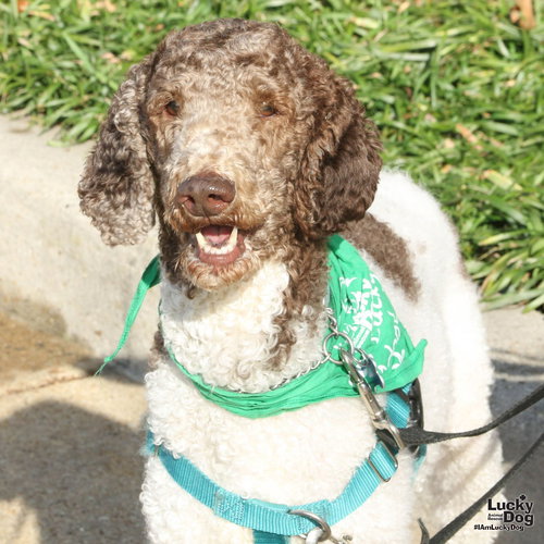 DAVINCI - Poodle (Standard) available for adoption