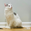 Patches - Photo 3