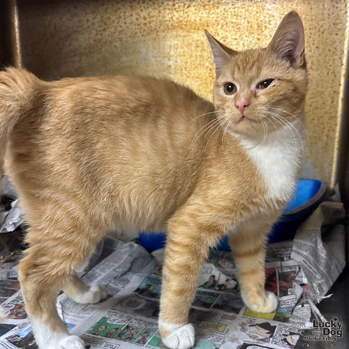 JASE - Domestic Short Hair / Tabby available for adoption