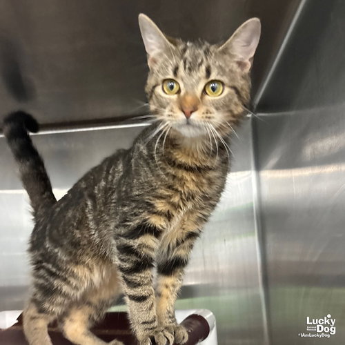 MOMO - Domestic Short Hair / Tabby available for adoption