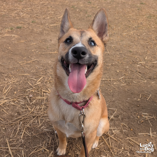 NEOMA - Terrier / Chihuahua available for adoption