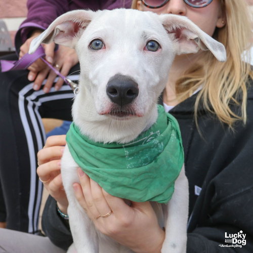 NIKO - Labrador Retriever / Hound available for adoption