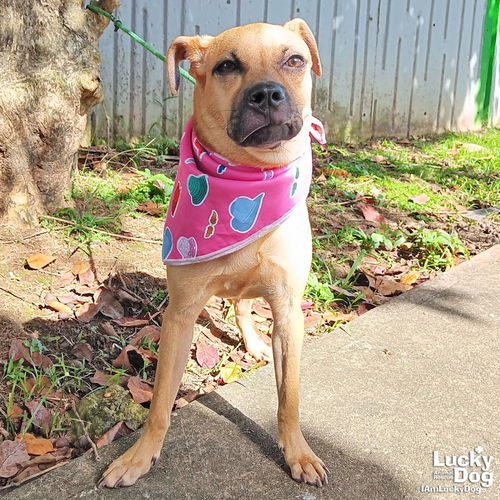 SIENNA - Labrador Retriever / Boxer available for adoption