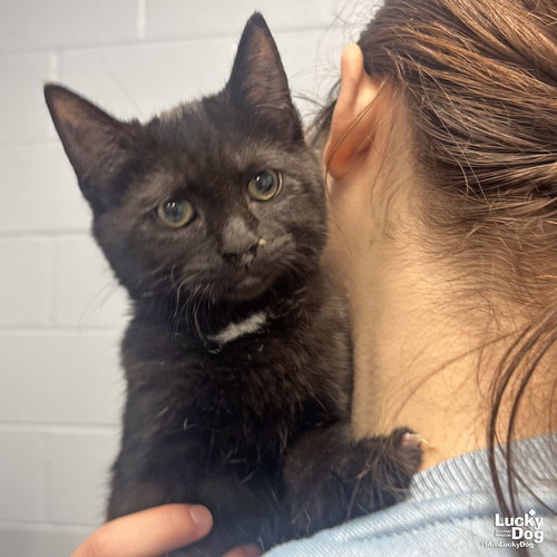 THURSDAY - Domestic Short Hair available for adoption
