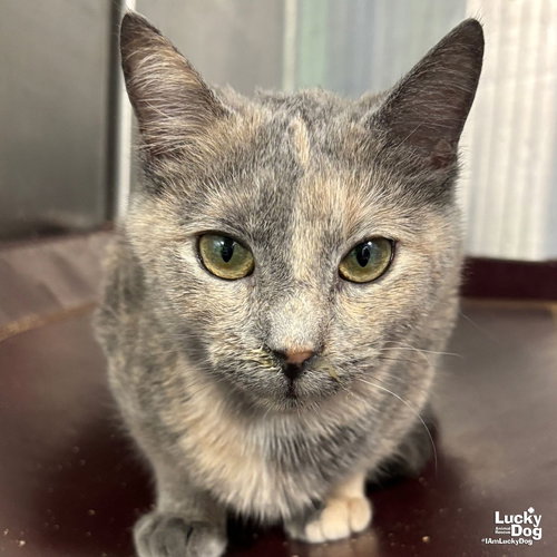 SHADE - Domestic Short Hair available for adoption
