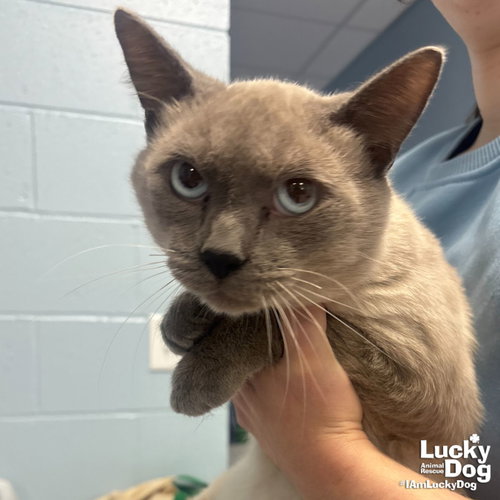 DALLAS - Siamese available for adoption