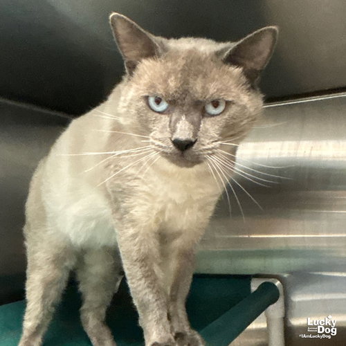 DALLAS - Siamese available for adoption
