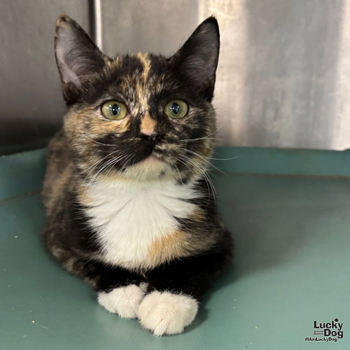 J-LO - Domestic Short Hair / Tortoiseshell available for adoption