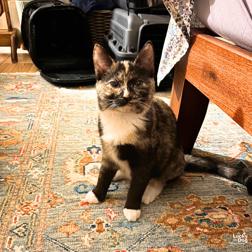 J-LO - Domestic Short Hair / Tortoiseshell available for adoption