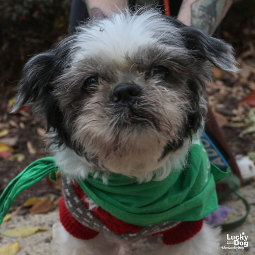 RAMBO - Shih Tzu available for adoption