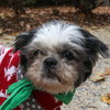 Rambo - Photo 4