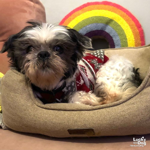 RAMBO - Shih Tzu available for adoption