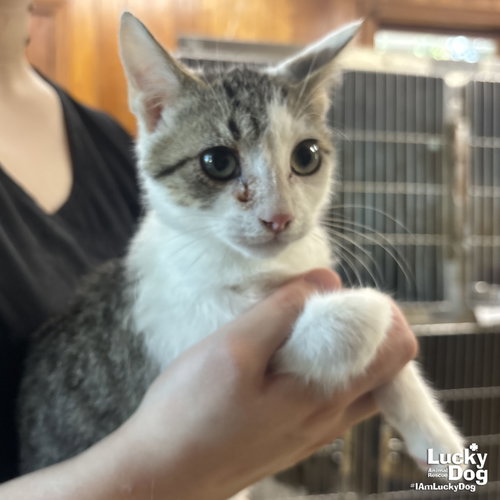 E.T. - Domestic Short Hair available for adoption