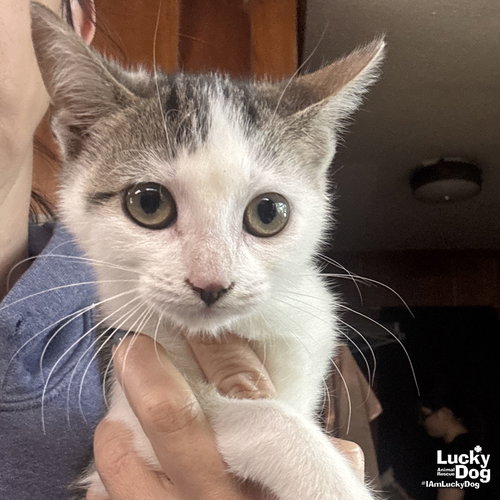 ELLIANA - Domestic Short Hair available for adoption