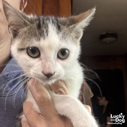 ELLIANA - Domestic Short Hair available for adoption