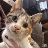 Tomato - Photo 4