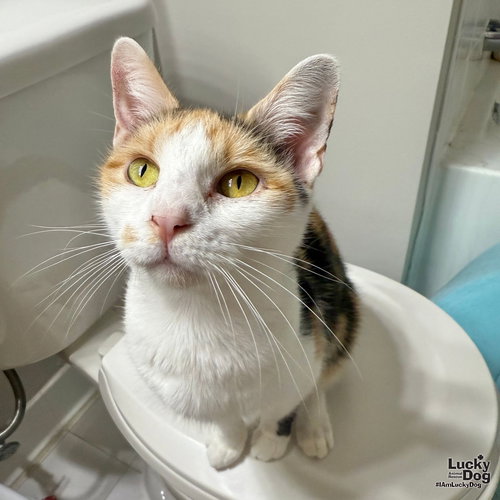 TONI BRAXTON - Domestic Short Hair available for adoption
