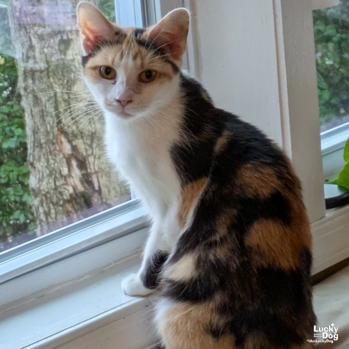 TONI BRAXTON - Domestic Short Hair available for adoption