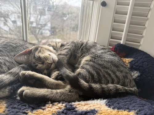 MILWAUKEE JON - Domestic Short Hair available for adoption